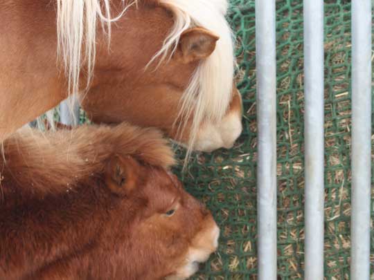 Shetty und Haflinger