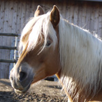 Lilly
