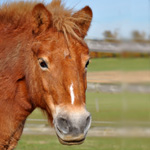 Mausi