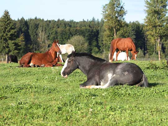 Pferde auf der Koppel