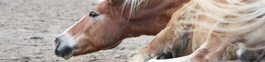 Haflinger