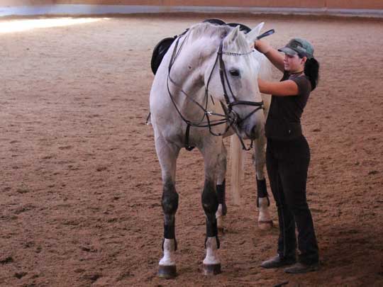 Reitsport