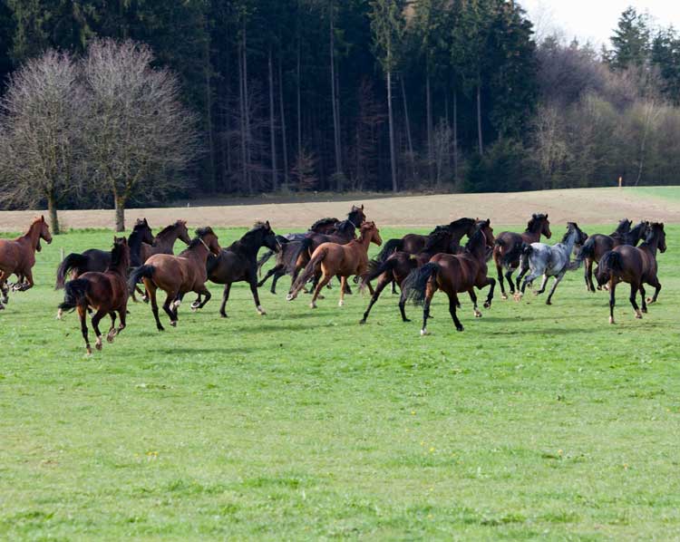 Pferde im Galopp