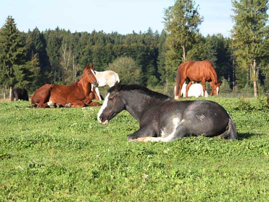 Pferde beim Mittagsschlaft