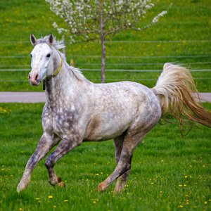 Reitschulpferd Bakar