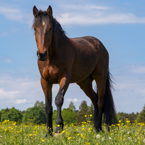 Reitschulpferd Labano