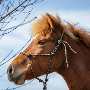 Reitschulpony Gloria