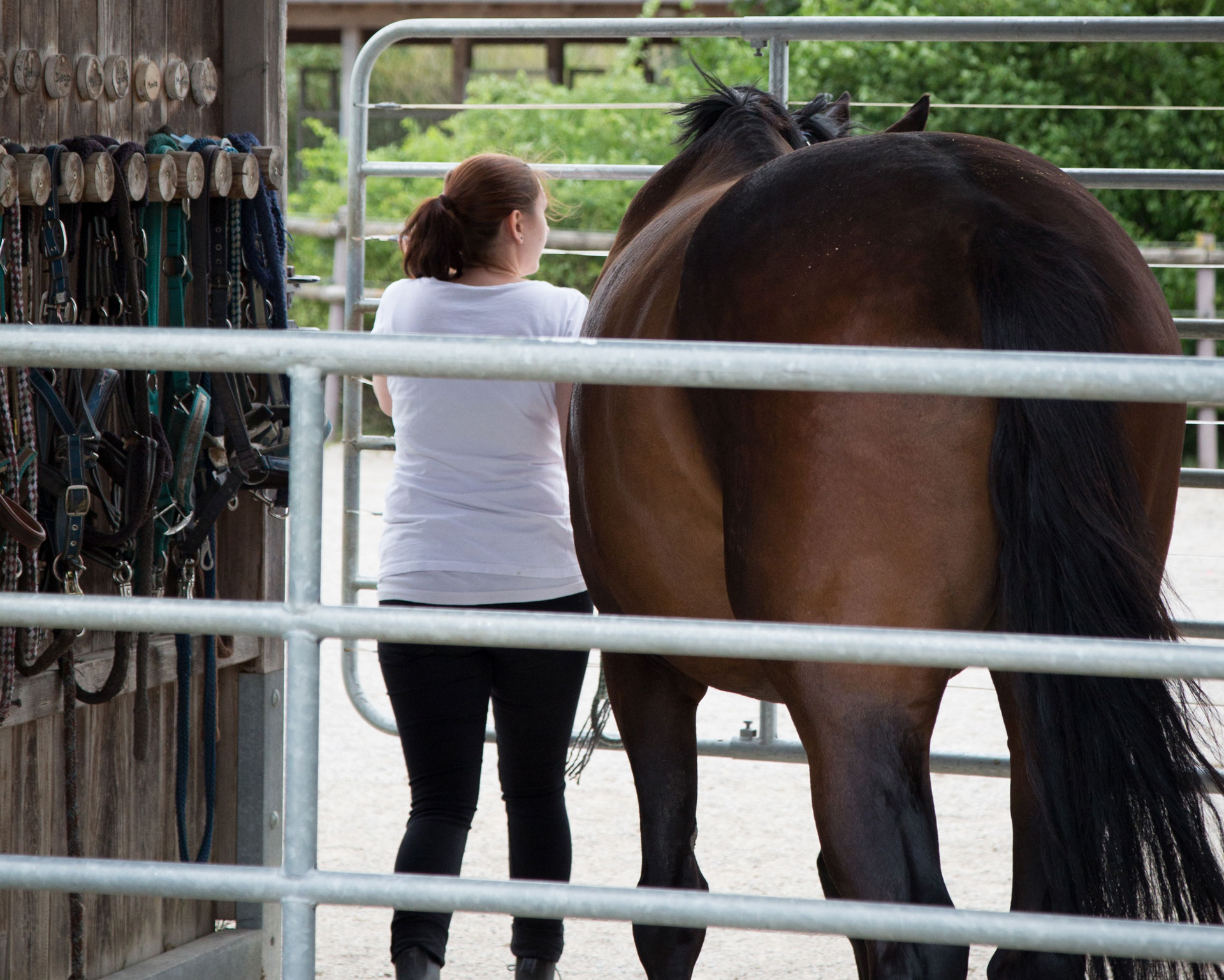 Regeln der Reitschule