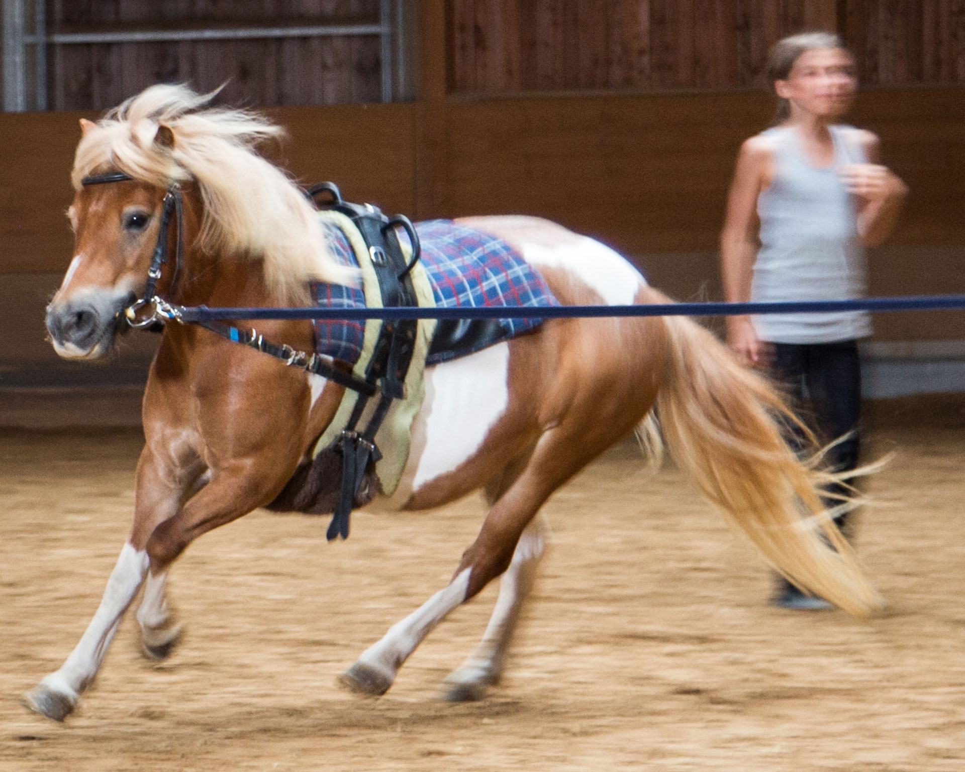 Ponys der Reitschule